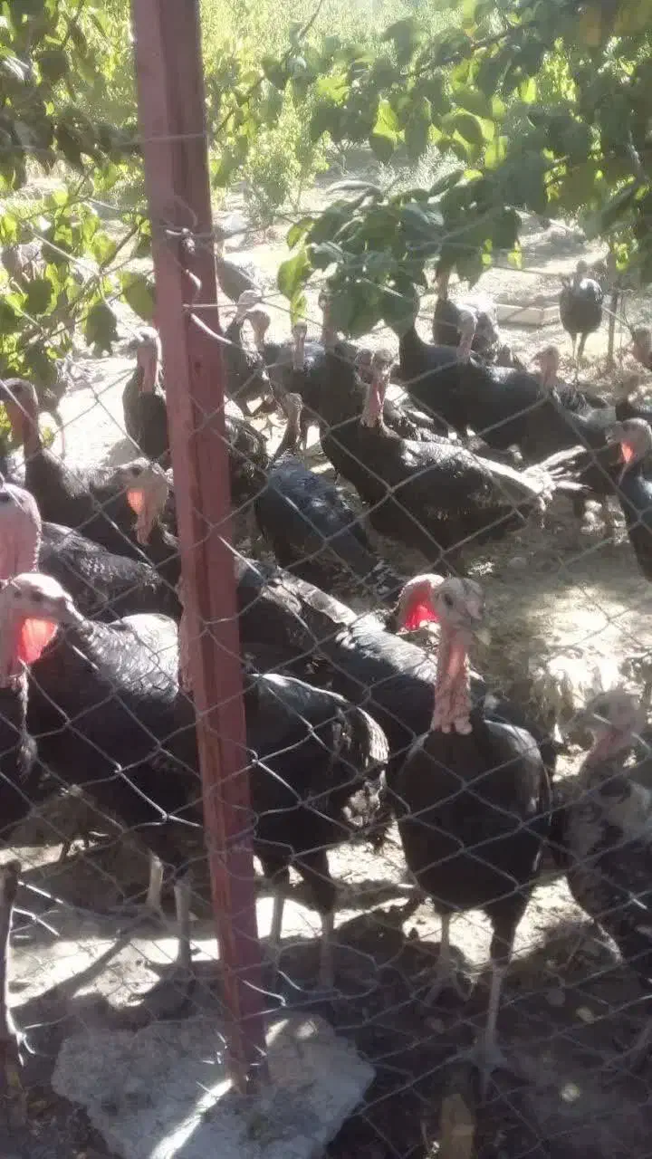 بوقلمون محلی ارگانیک|حیوانات مزرعه|یاسوج, |دیوار