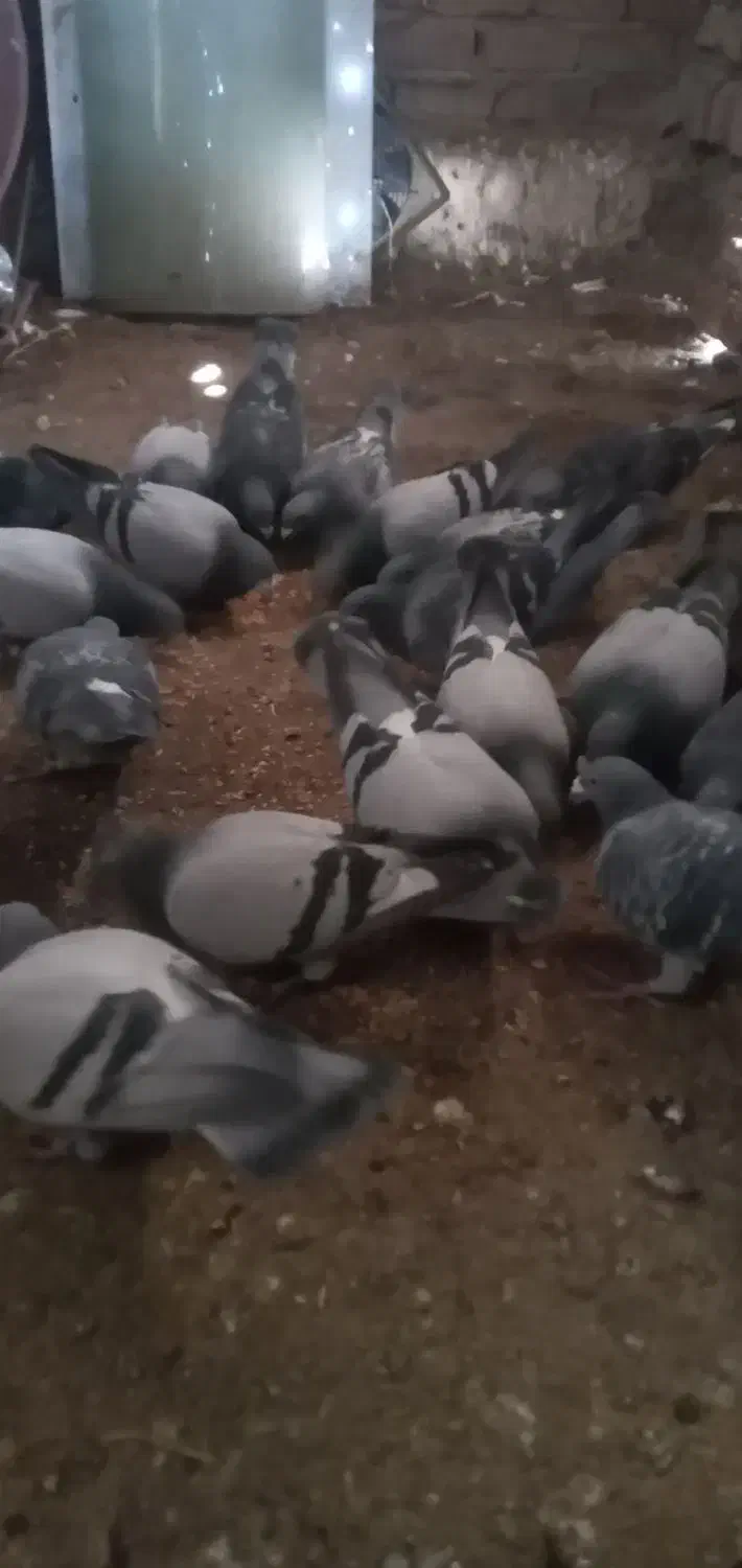 پلاکی اهواز|پرنده|بروجرد, |دیوار