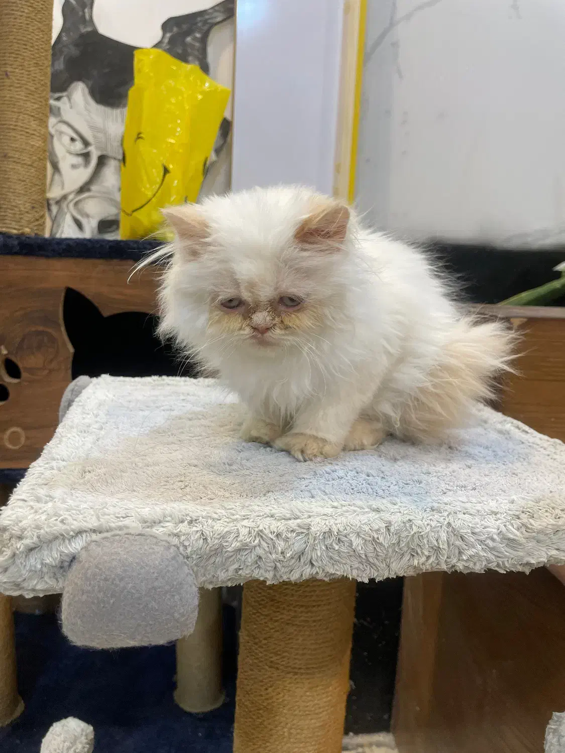 گربه اسکاتیش پرشین|گربه|تربتحیدریه, کوه سنگی|دیوار