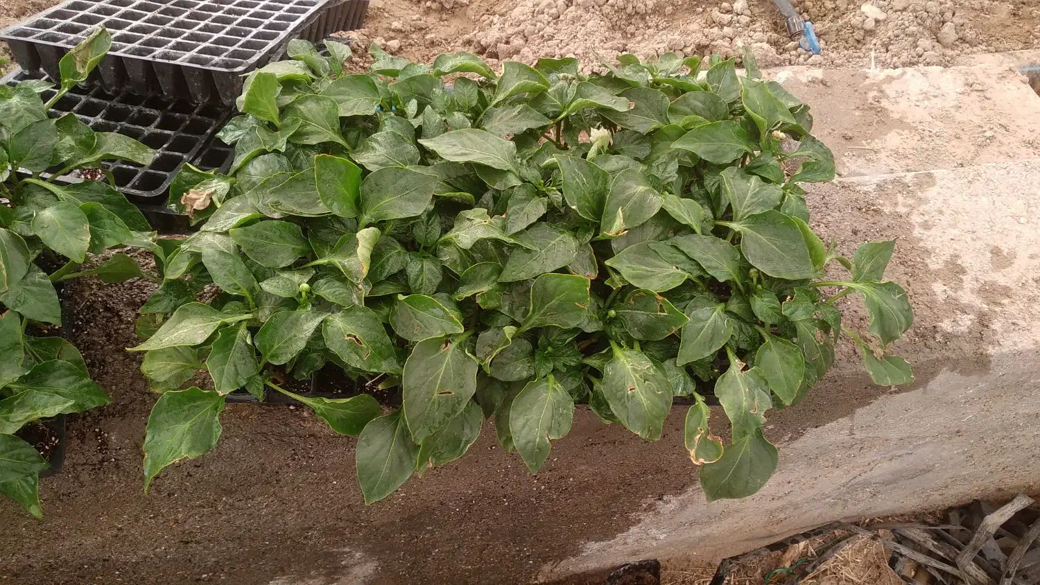 نهال فلفل دلمه|خدمات باغبانی و درختکاری|نیمروز, |دیوار