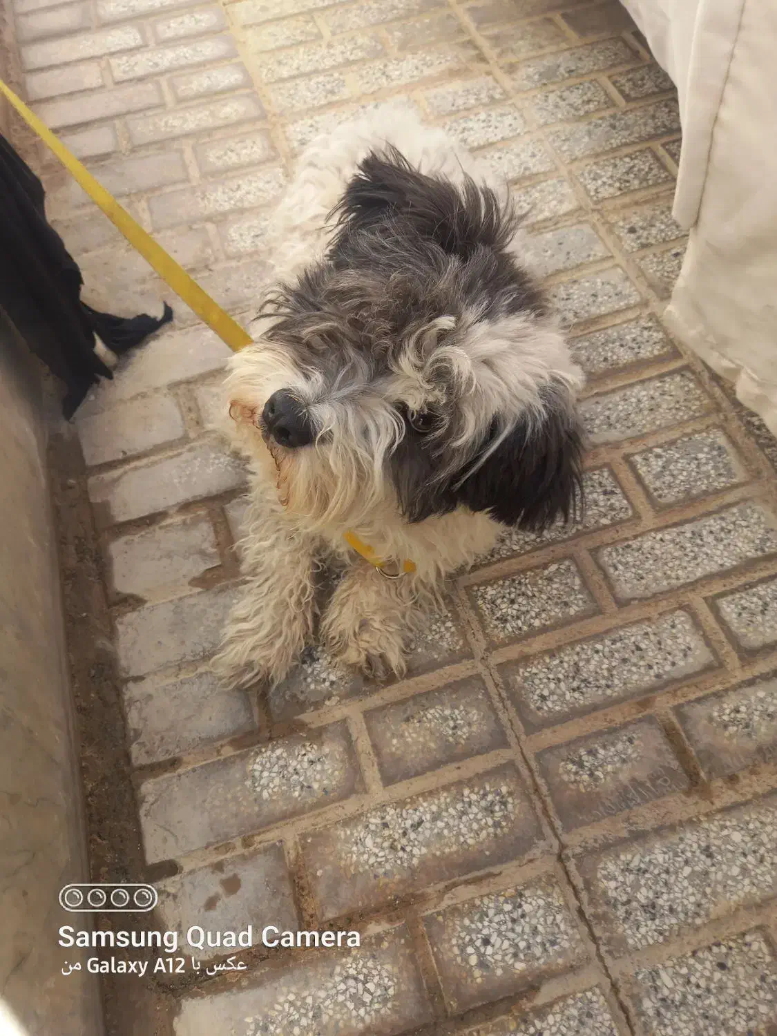 سن 1.5|سگ|تربت‌حیدریه, ۴۵ متری|دیوار