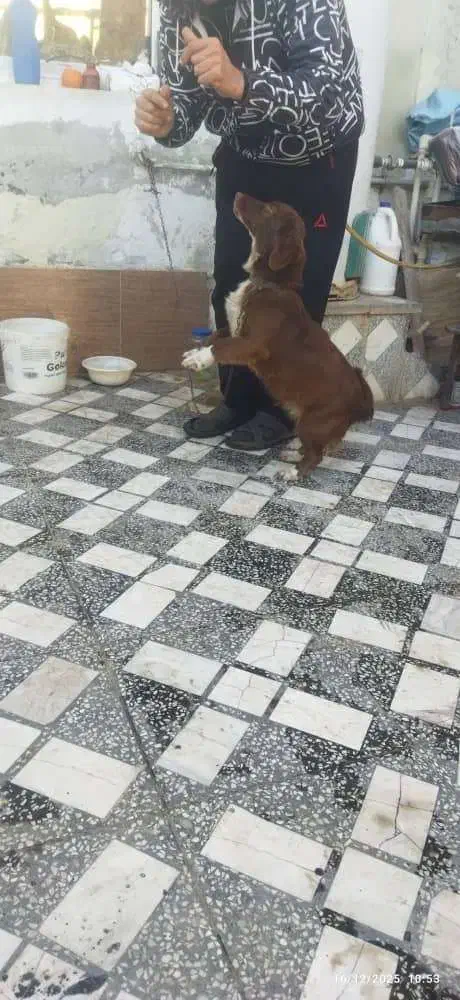 سگ پاکوتاه قهوه‌ای|سگ|قائم‌شهر, |دیوار