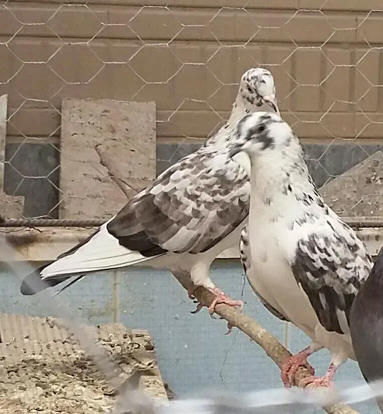 کبوتر پرشی|پرنده|قم, باجک سه|دیوار