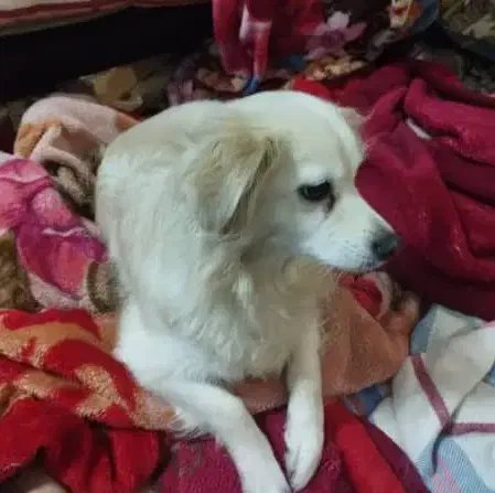 سگ شیتزو|سگ|نورآباد ممسنی, |دیوار