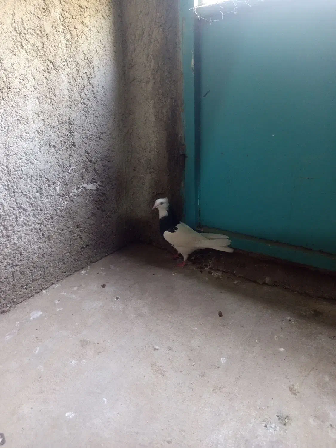 یک عدد طوقی|پرنده|شبانکاره, |دیوار