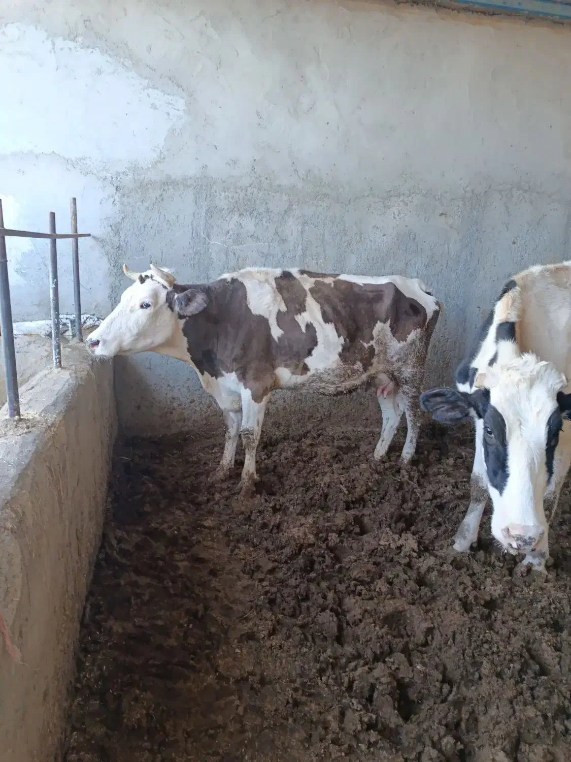 گاو زایده با گوساله|حیوانات مزرعه|مود, |دیوار