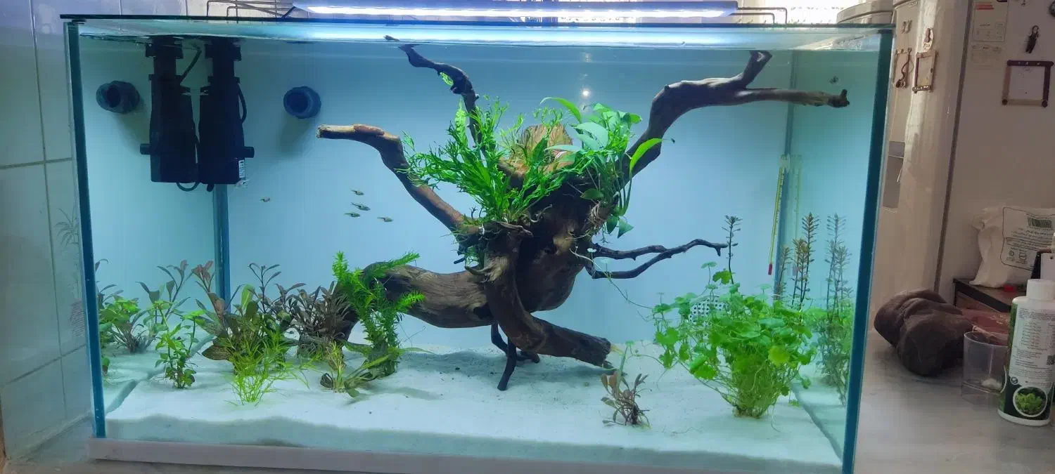 آکواریوم ریملیس|ماهی|ارومیه, |دیوار