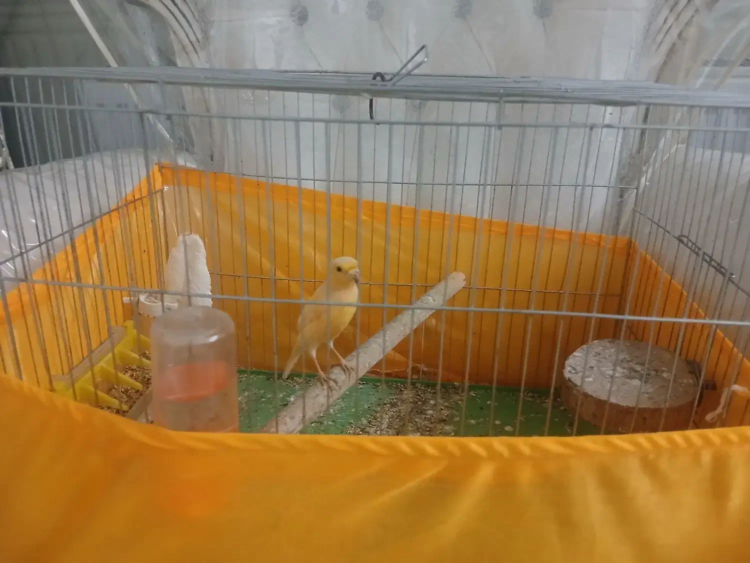 قناری|پرنده|ورامین, ورامین|دیوار