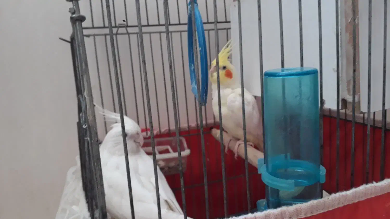 عروس هلندی جم|پرنده|جم, |دیوار