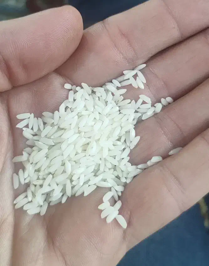 برنج  هندی|خوردنی و آشامیدنی|تالش, هشتپر|دیوار