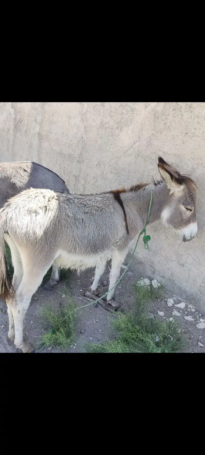 الاغ|حیوانات مزرعه|شیراز, داریون|دیوار