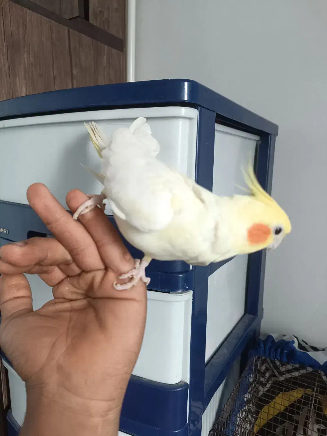 عروس هلندی|پرنده|گرگان, |دیوار