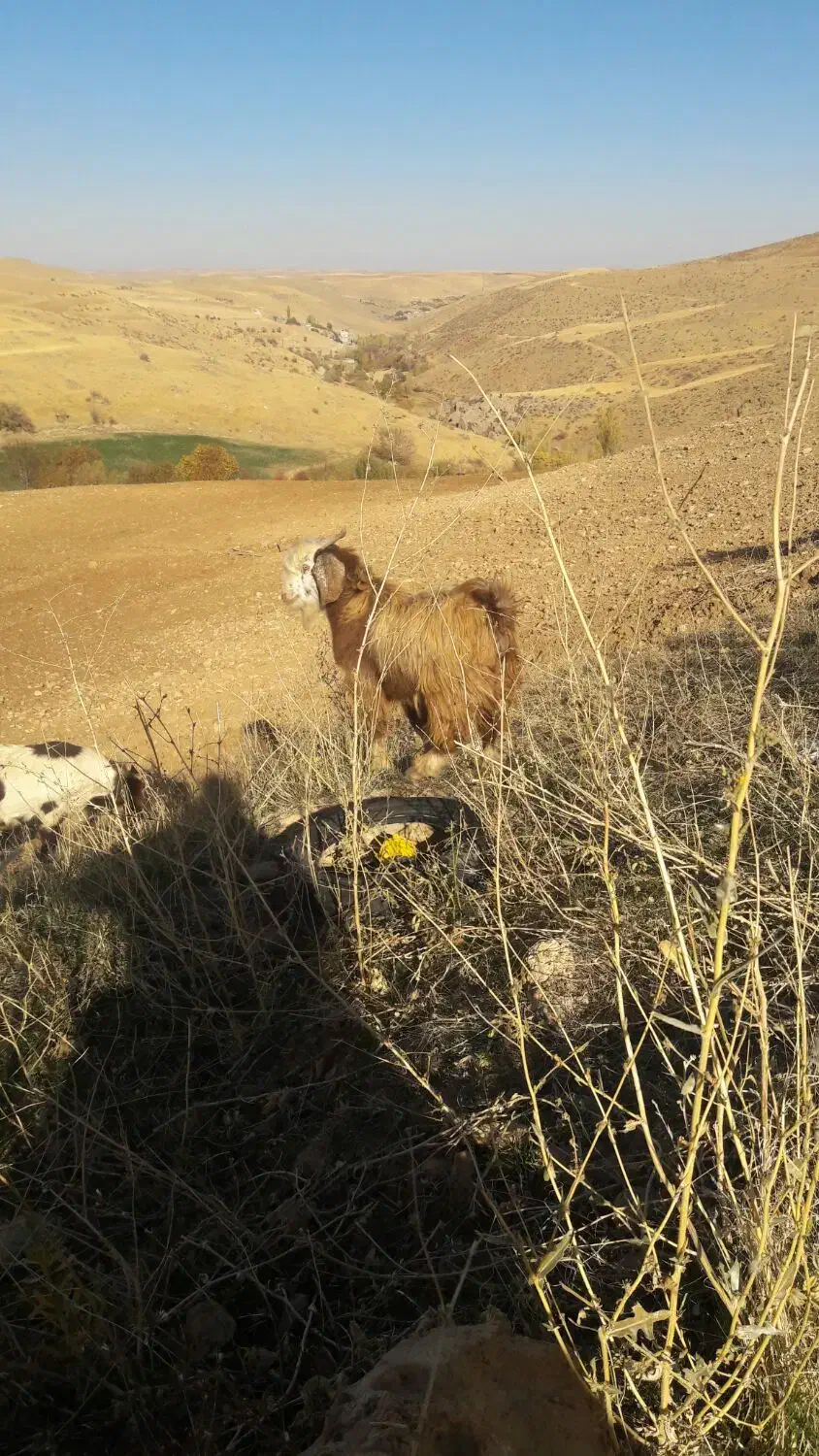 بز  با بزغاله نر|حیوانات مزرعه|سنندج, |دیوار