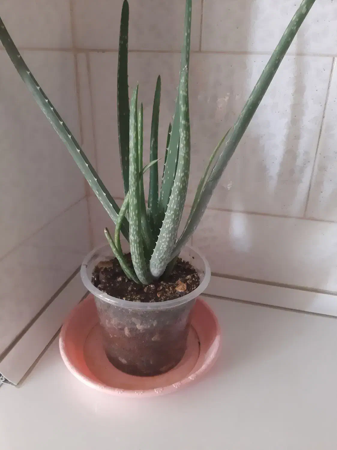 گلهای زیبا وآپارتمانی|گل و گیاه طبیعی|ایلام, |دیوار