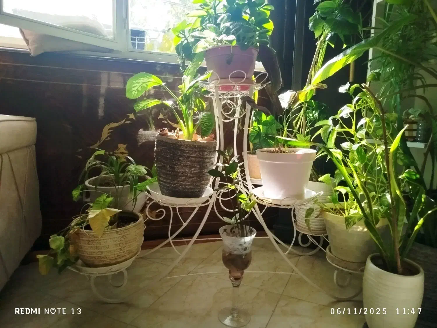 استند گل سفید کاملا سالم و در حد|گل و گیاه طبیعی|پردیس, فاز ۴|دیوار