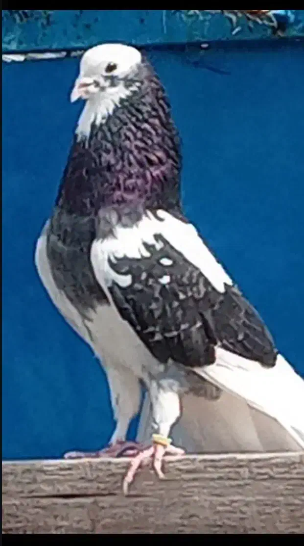 کفتر گرفته|پرنده|کوهدشت, |دیوار