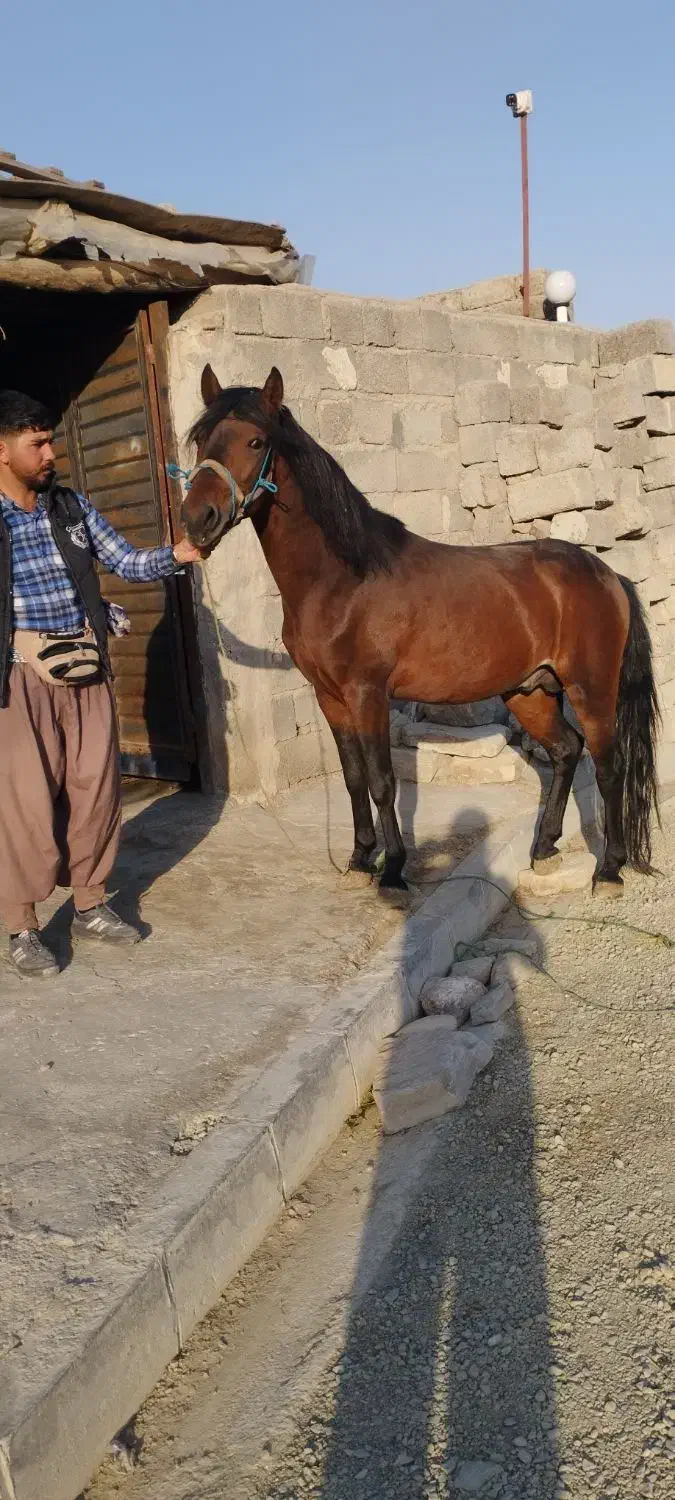 اسب نر|اسب و تجهیزات اسب‌سواری|ارومیه, |دیوار