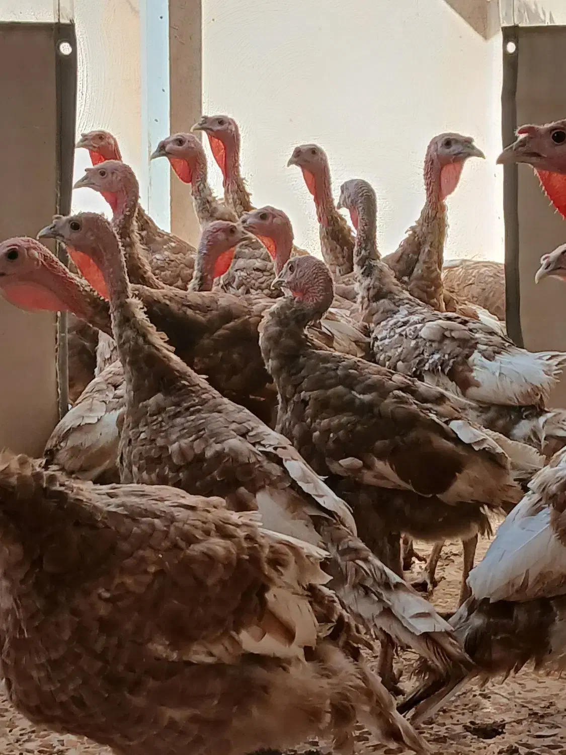 بوقلمون بوربون|حیوانات مزرعه|قزوین, |دیوار