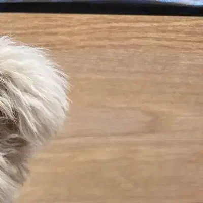 گمشده|حیوانات|مشهد, نیروی هوایی|دیوار