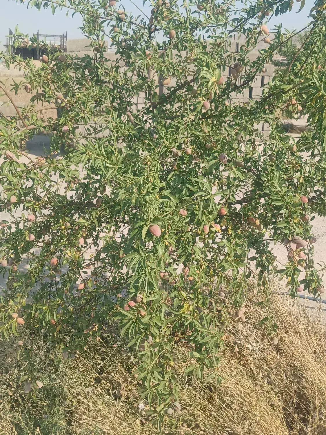 زمین در بهترین موقعیت جاده تبریز صو فیان|فروش دفتر صنعتی، کشاورزی، تجاری|صوفیان, |دیوار