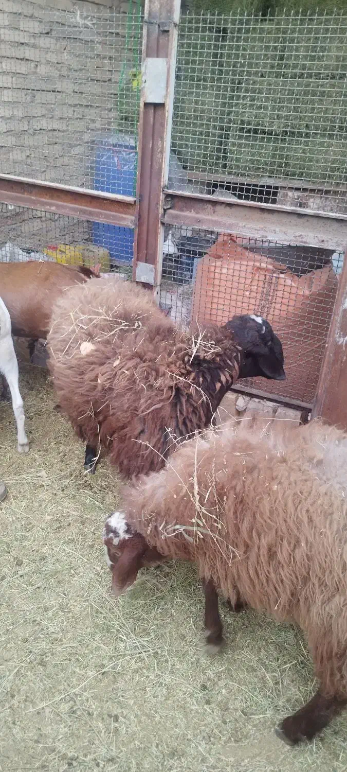 بره|حیوانات مزرعه|کشکوئیه, |دیوار