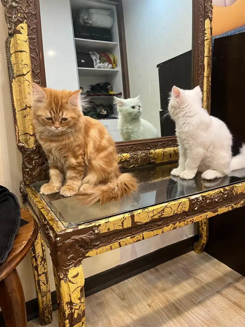 پرشین|گربه|زاهدان, |دیوار