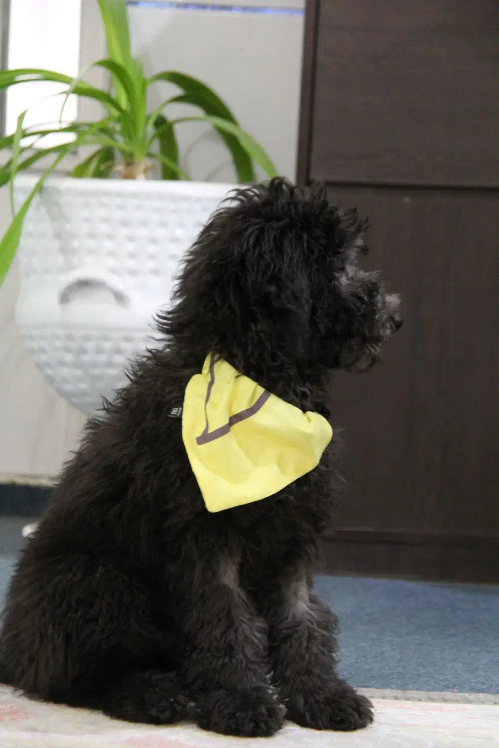 سگ پودل|سگ|شیراز, پودنک|دیوار