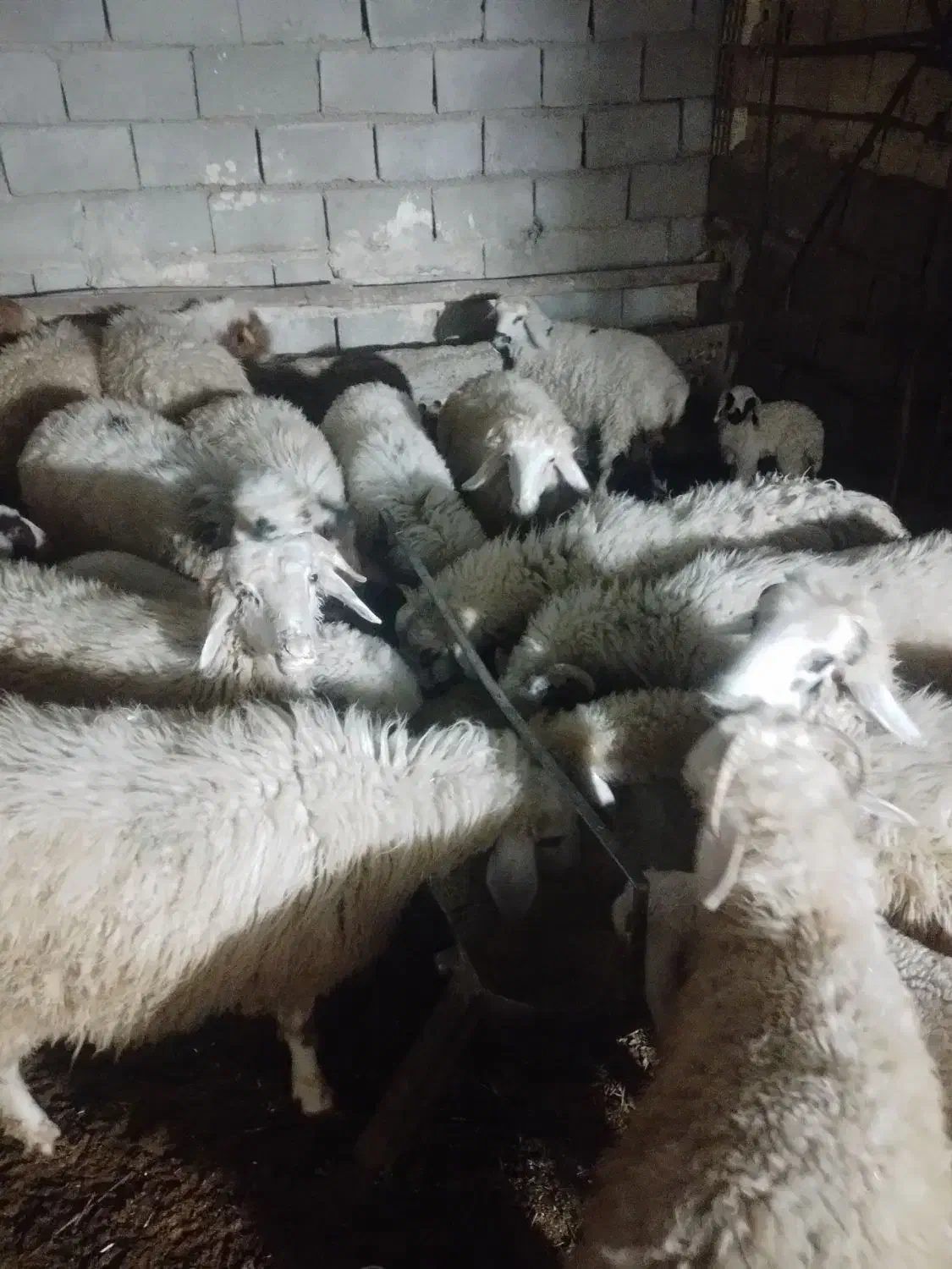 بره نر و ماده|حیوانات مزرعه|رفسنجان, |دیوار