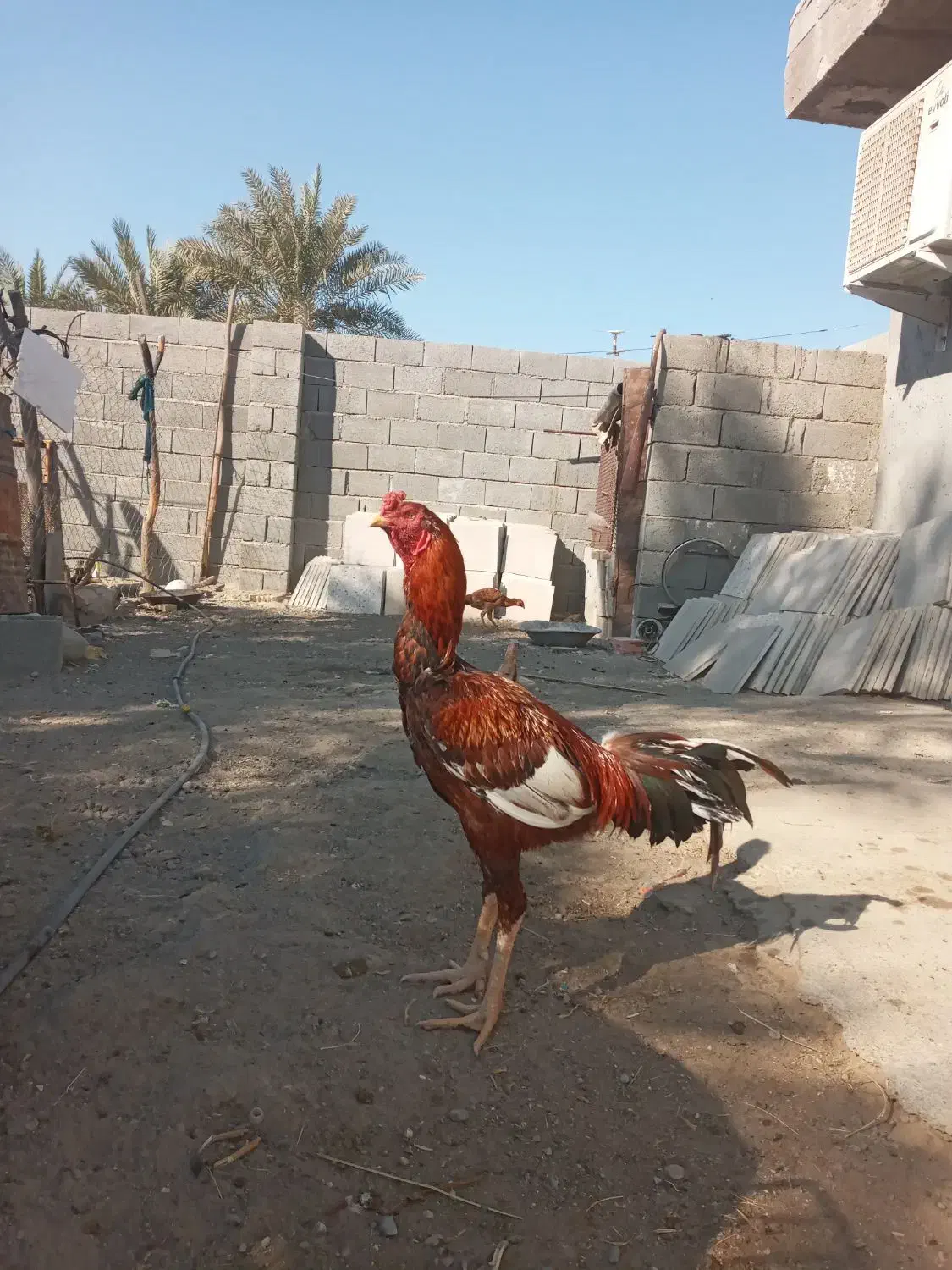 سلام یک عدد خروس درجه یک برای فروش|حیوانات مزرعه|میناب, |دیوار