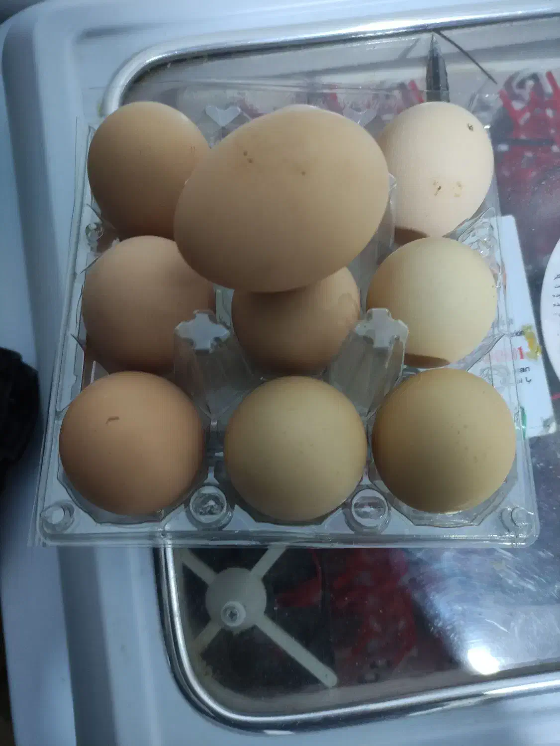 تخم نطفه دار پیلیمونت راک|حیوانات مزرعه|مبارکه, |دیوار