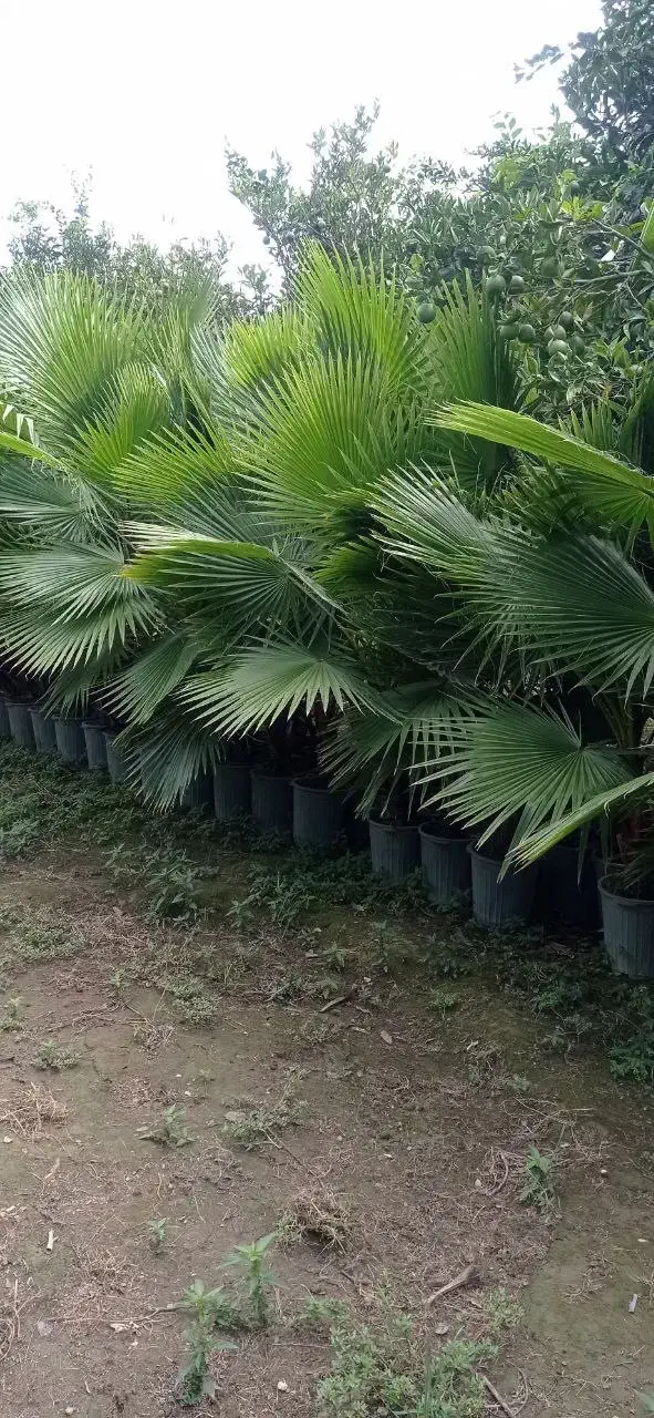 پالم بادبزنی(نخل واشنگتن)|گل و گیاه طبیعی|تهران,  امام زاده قاسم (نیاوران)|دیوار