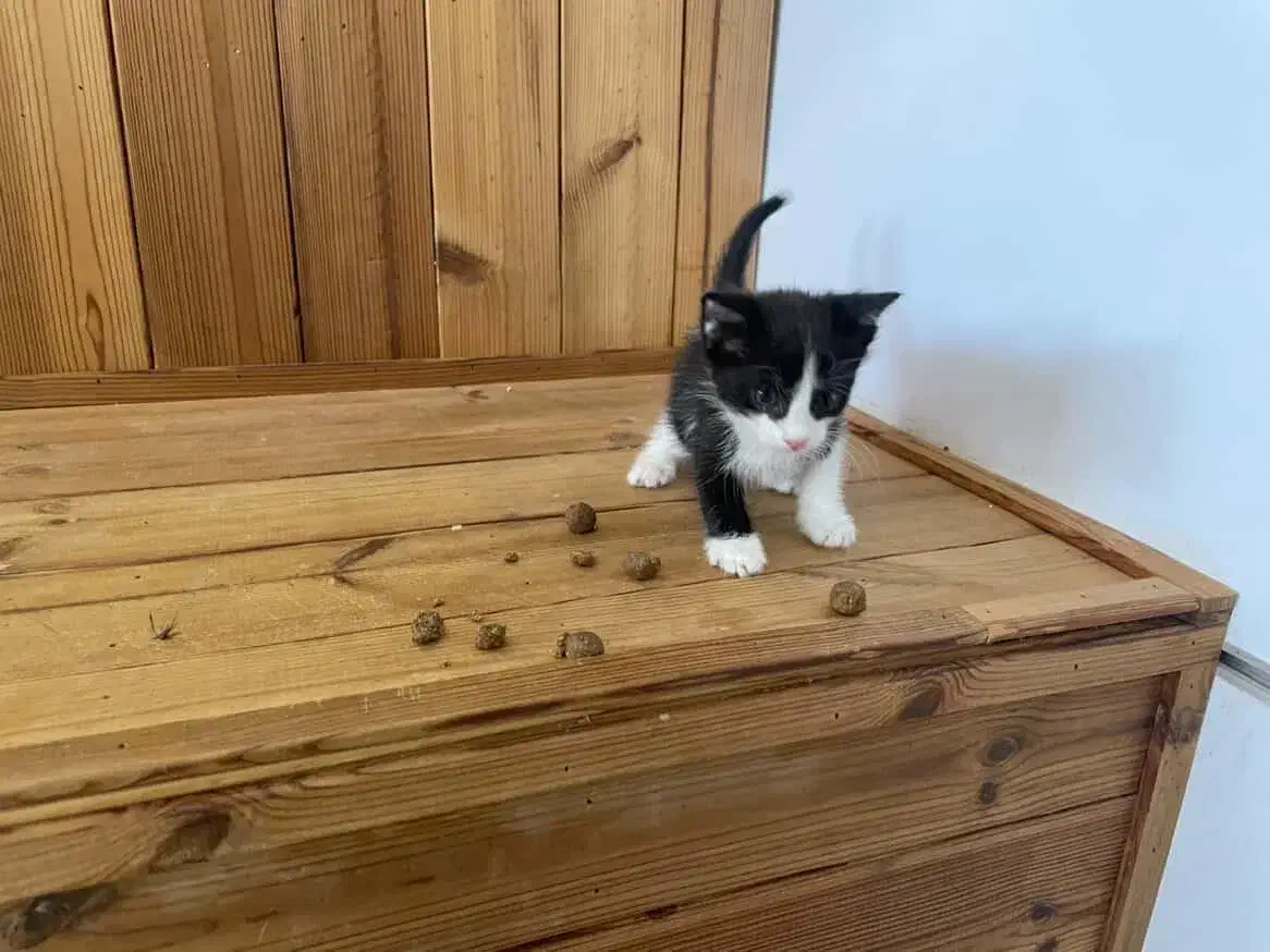 واگذاری گربه وبچه گربه|گربه|چهارباغ, |دیوار