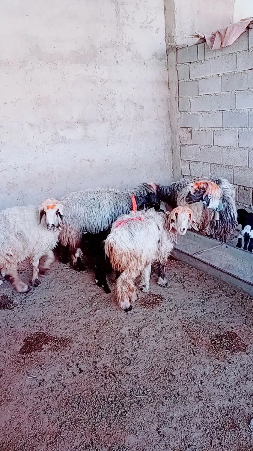 ۷میش وبره|حیوانات مزرعه|شوشتر, |دیوار