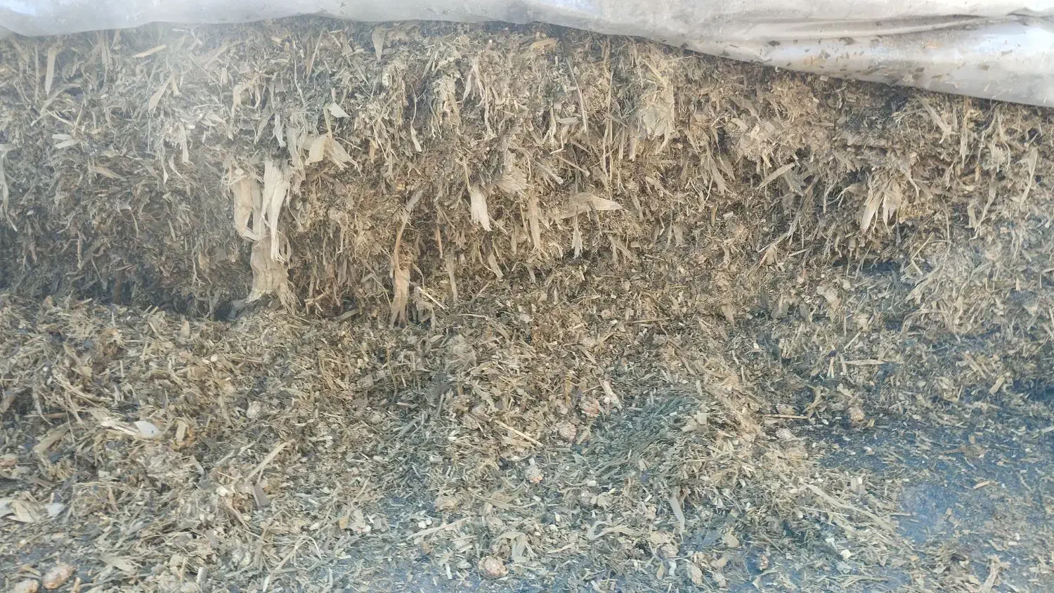 ذرت|عمده‌فروشی|سیلاخور, |دیوار