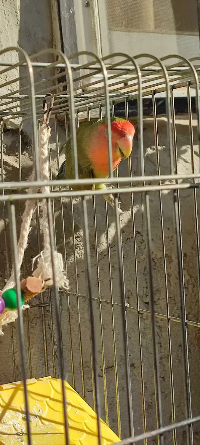 طوطی برزیلی|پرنده|رستم‌آباد, |دیوار