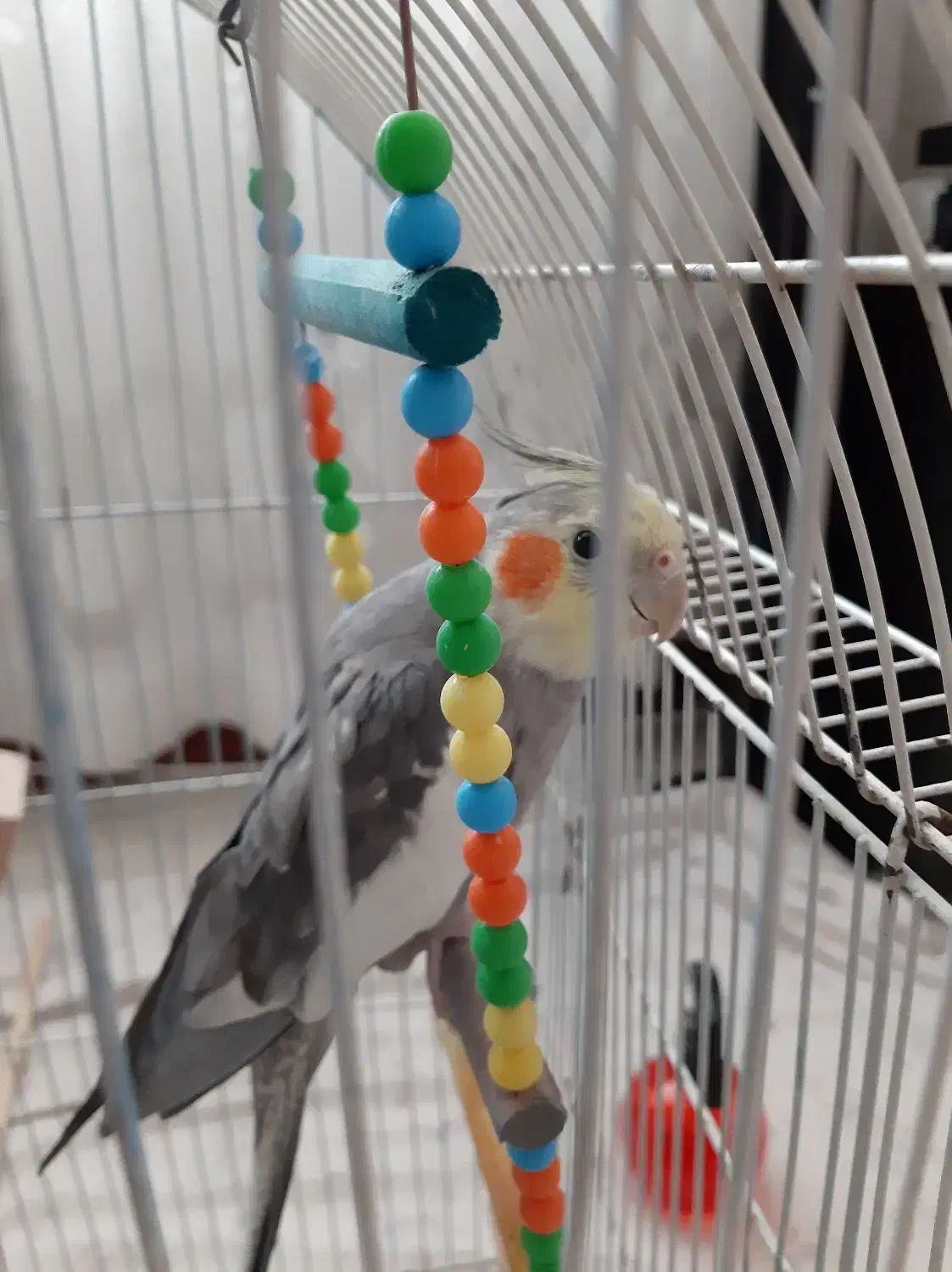 عروس هلندی نر|پرنده|گلستان (تهران), |دیوار