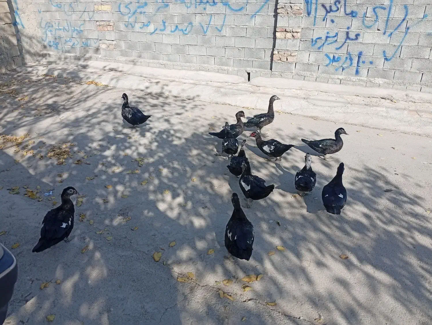 اردک|حیوانات مزرعه|بیستون, |دیوار