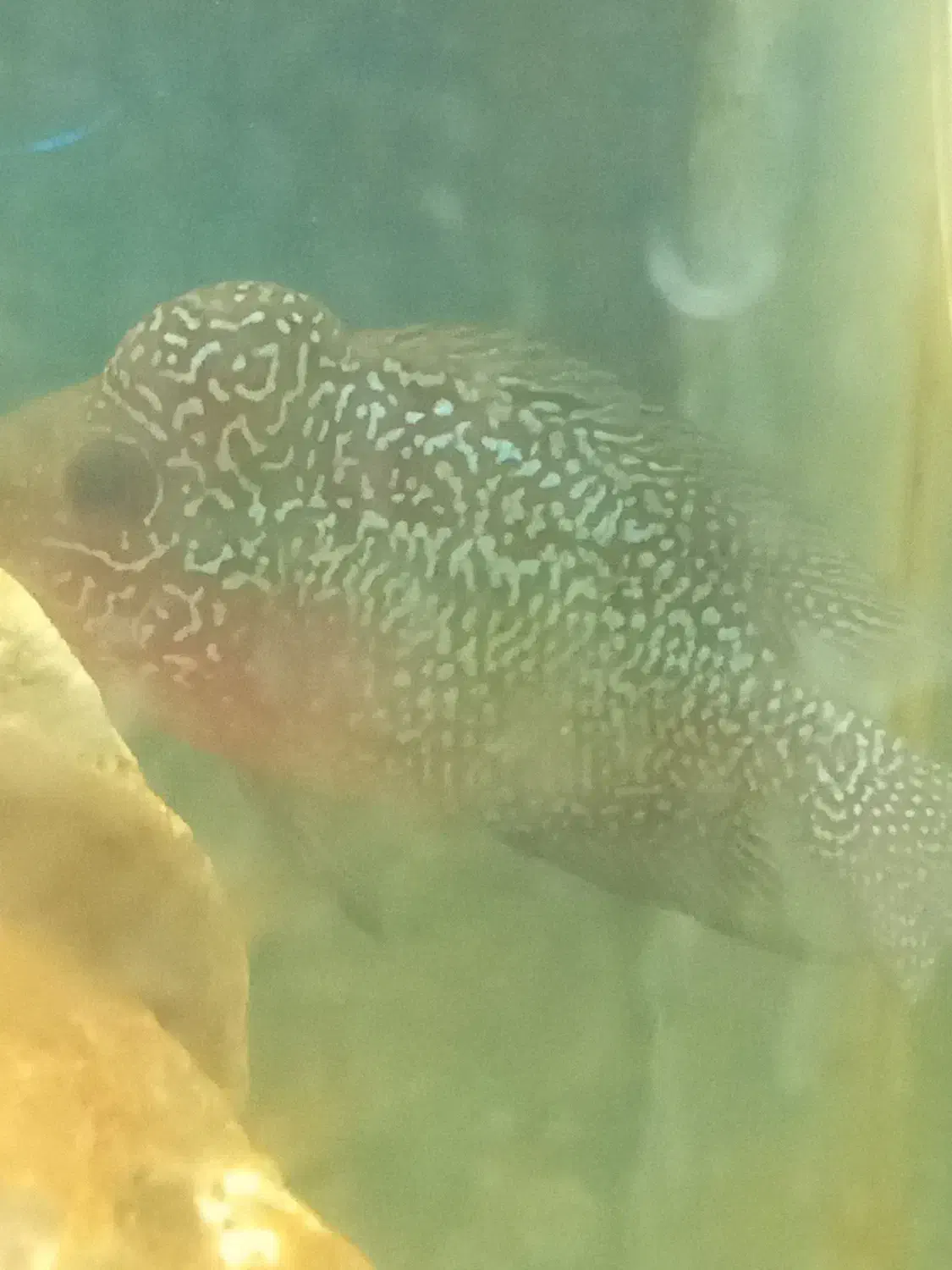 ماهی فروخته میشود|ماهی|سراب, |دیوار