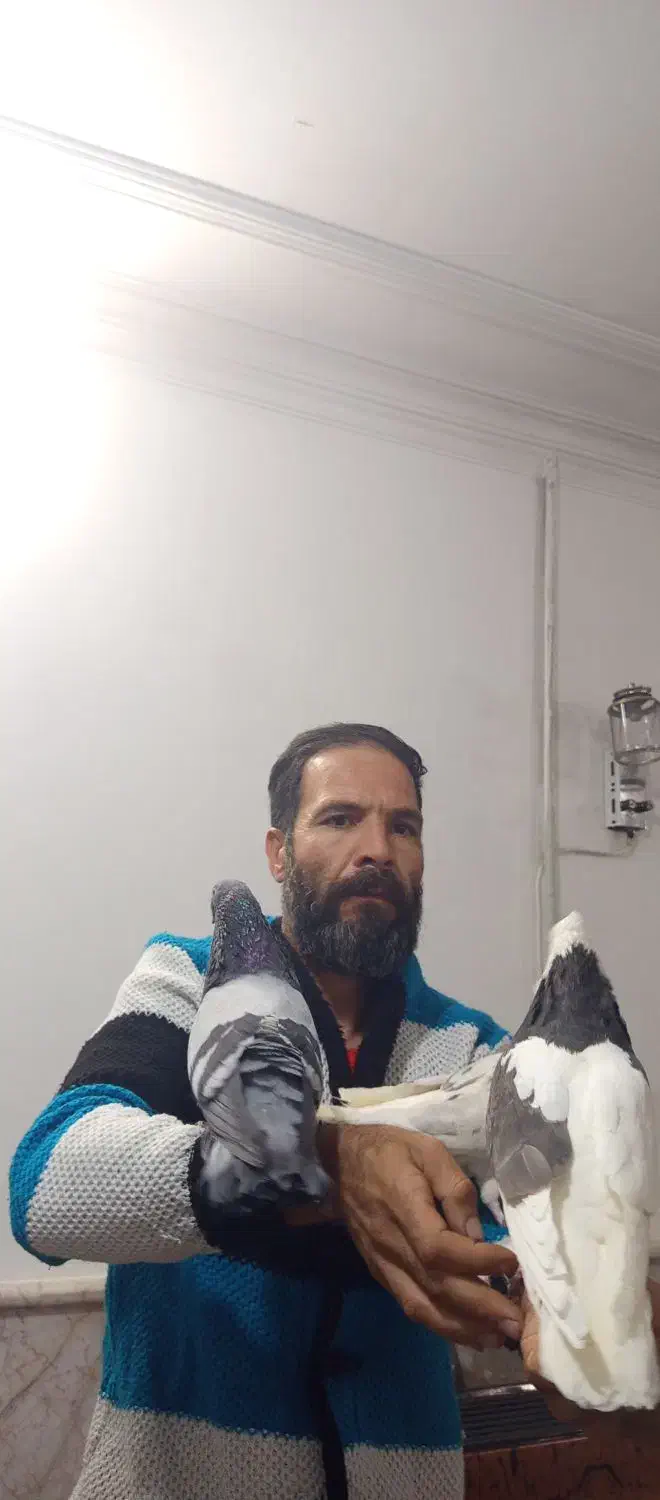 طوقی دستی دنبال موتور ماشین میاد|پرنده|شیراز, زرهی|دیوار