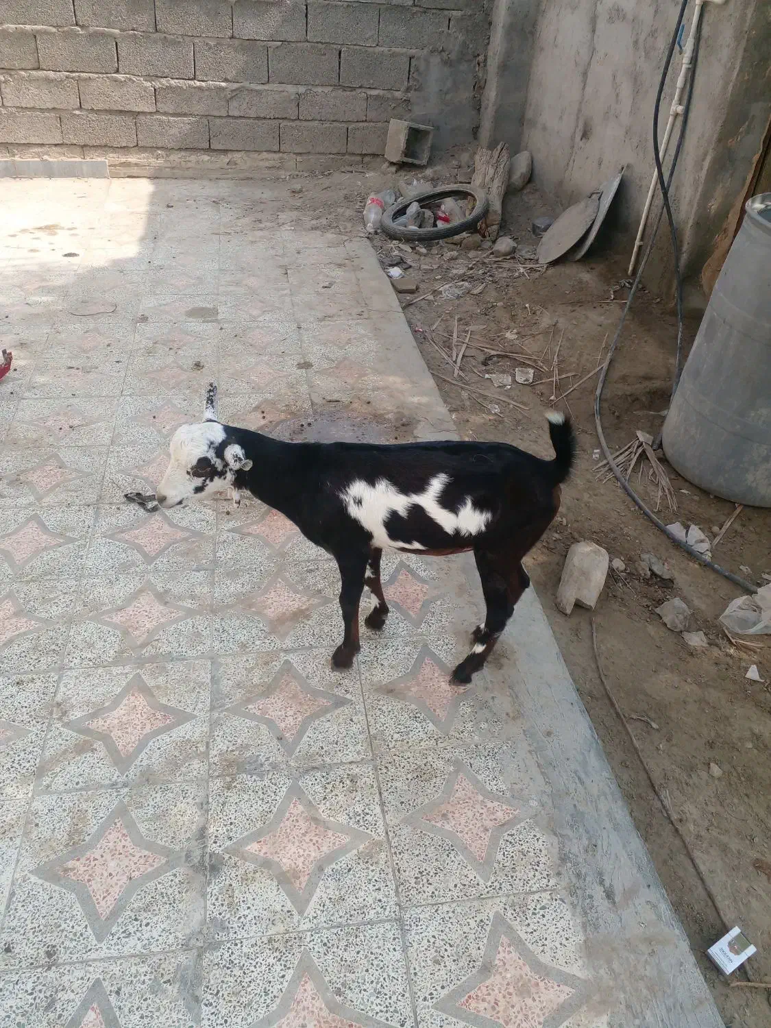 ۲ عدد کهر نر چاق سالم سرحال دوقلو هستن|حیوانات مزرعه|تخت, |دیوار