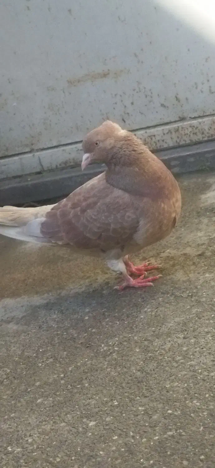 کفتر زرد تک پر پرشی|پرنده|دلند, |دیوار