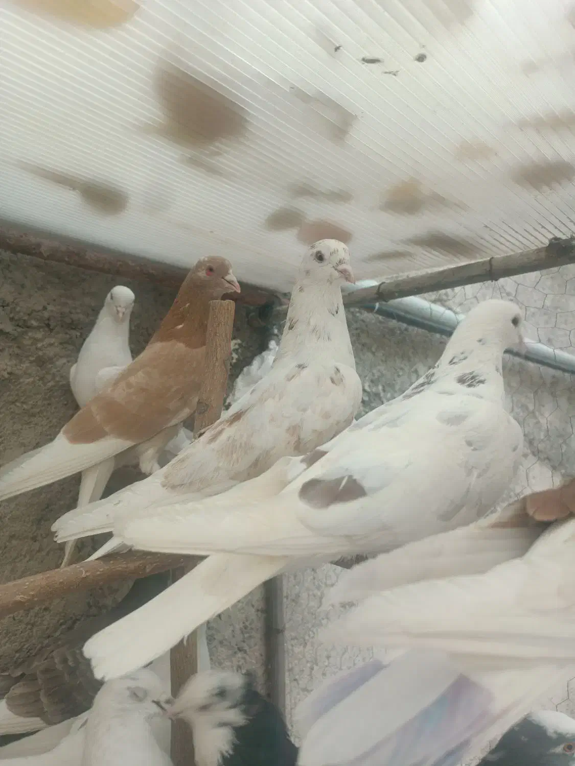 کفتر|پرنده|شهریار, رضی آباد بالا|دیوار