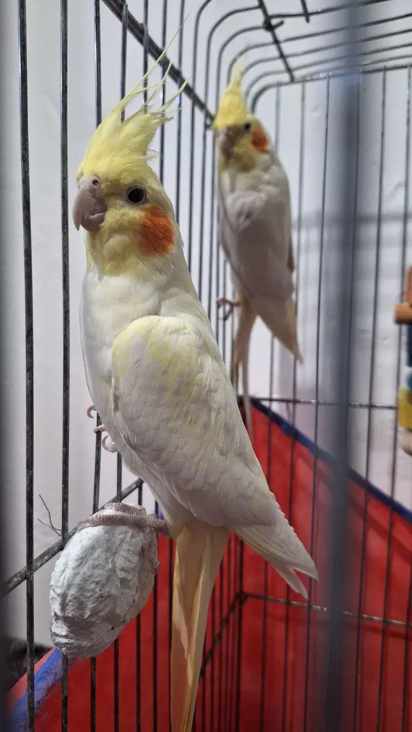 عروس هلندی.طوطی.|پرنده|شیروان (لرستان), |دیوار