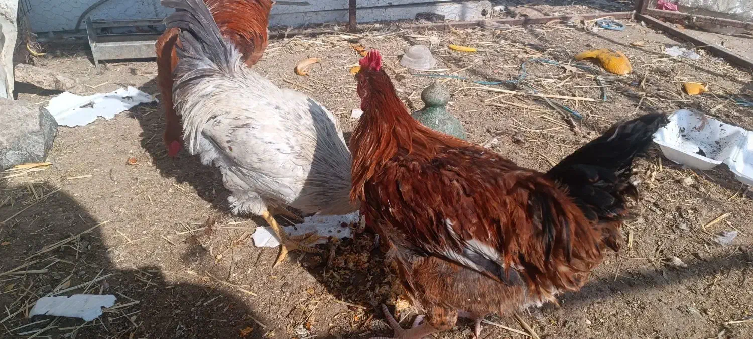 خروس گلپایگانی و گلین جوان|حیوانات مزرعه|قم, نخودی|دیوار