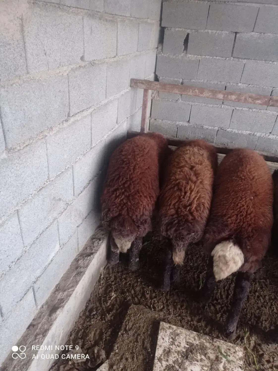 گوسفند افشاری|حیوانات مزرعه|گمیشان, |دیوار