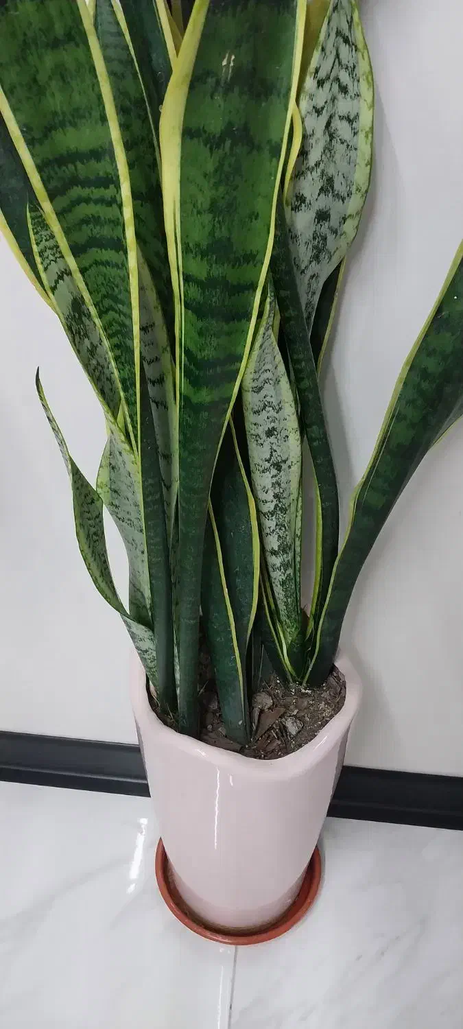 سانسوریا سر حال سالم|گل و گیاه طبیعی|مشکین‌دشت, |دیوار