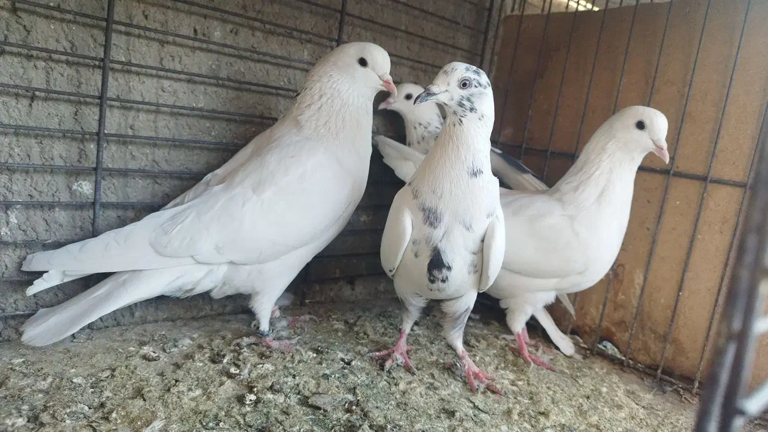 کبوتر پرشی آسمونی|پرنده|هشتگرد, شهرک ولیعصر (مصلی)|دیوار