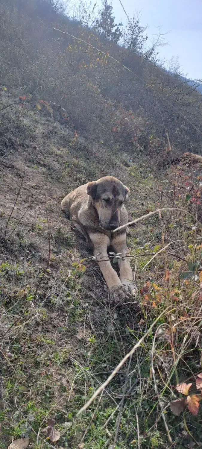 سگ پژدر|سگ|منجوان, |دیوار