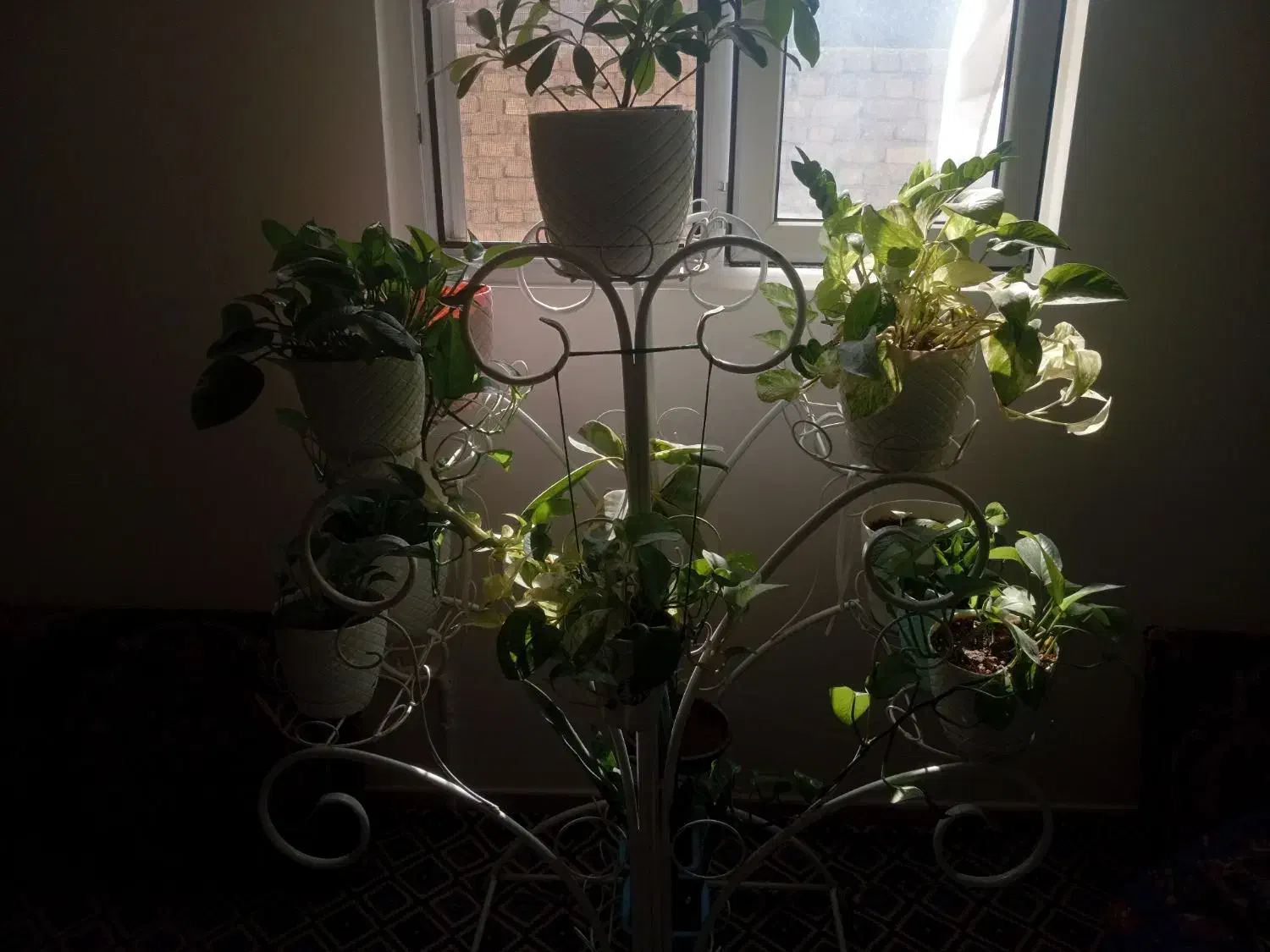 استند گل|گل و گیاه طبیعی|قرچک, ولی آباد|دیوار