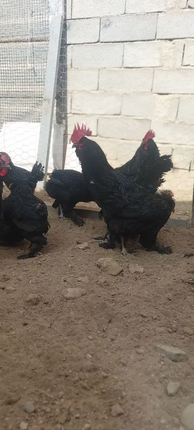 تخمنطفه دار مرندی|حیوانات مزرعه|همدان, |دیوار